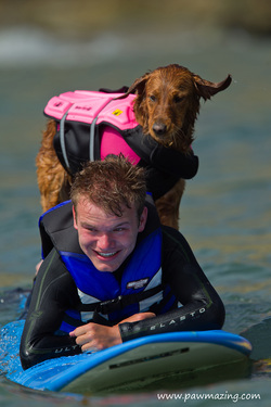 surfice dog surf dog surfing