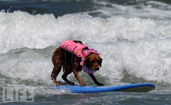 surf dogs at contest