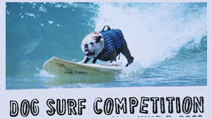 Cerritos dog surf competition