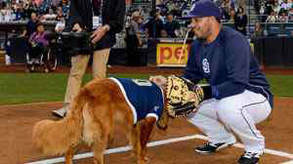 Surf dog throws first pitch