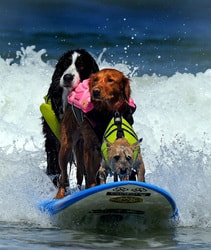 Surfing Dogs | Surf Dog Ricochet