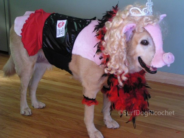 EASY DIY Dog Costume for Swifties – Nourish Through Movement